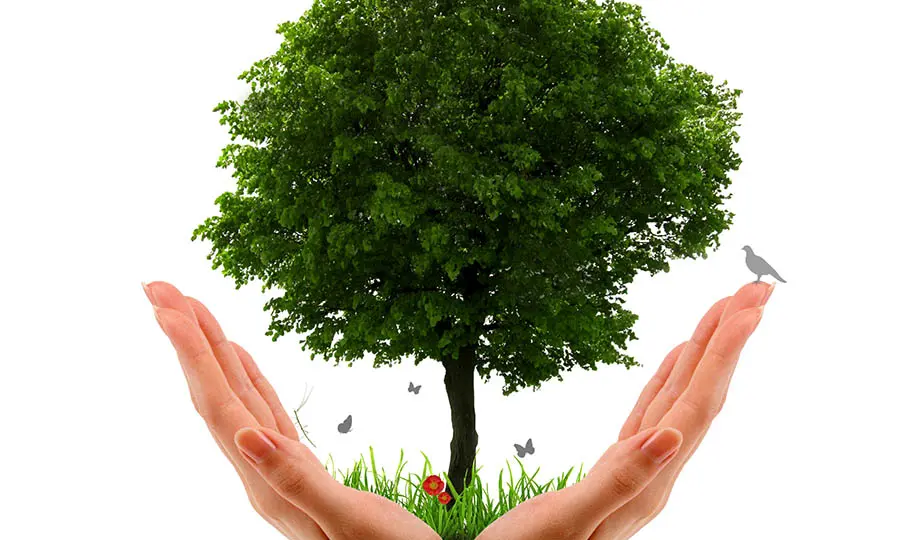 Händer håller ett grönt träd