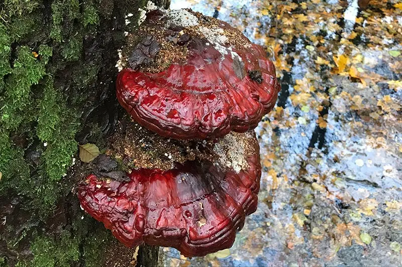 Röda svampar på en trädstam. 